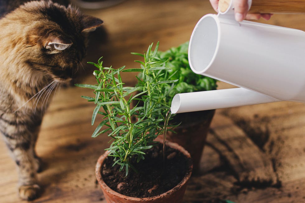 Cute tabby cat looking at watering fresh basil and rosemary plants from modern watering can Cute tabby cat looking at watering fresh basil and rosemary plants from modern watering can