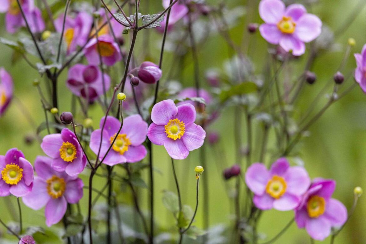 7 Fast-Growing Bulbs to Plant in Spring for Quick, Beautiful Blooms 7 Fast-Growing Bulbs to Plant in Spring for Quick, Beautiful Blooms