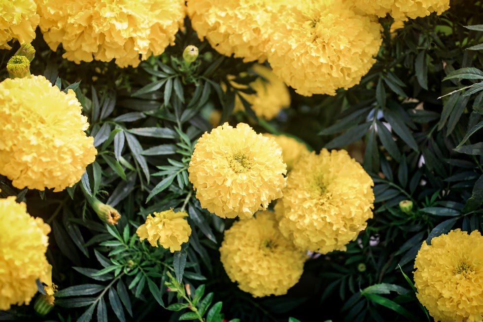 if you plant only one annual marigold
