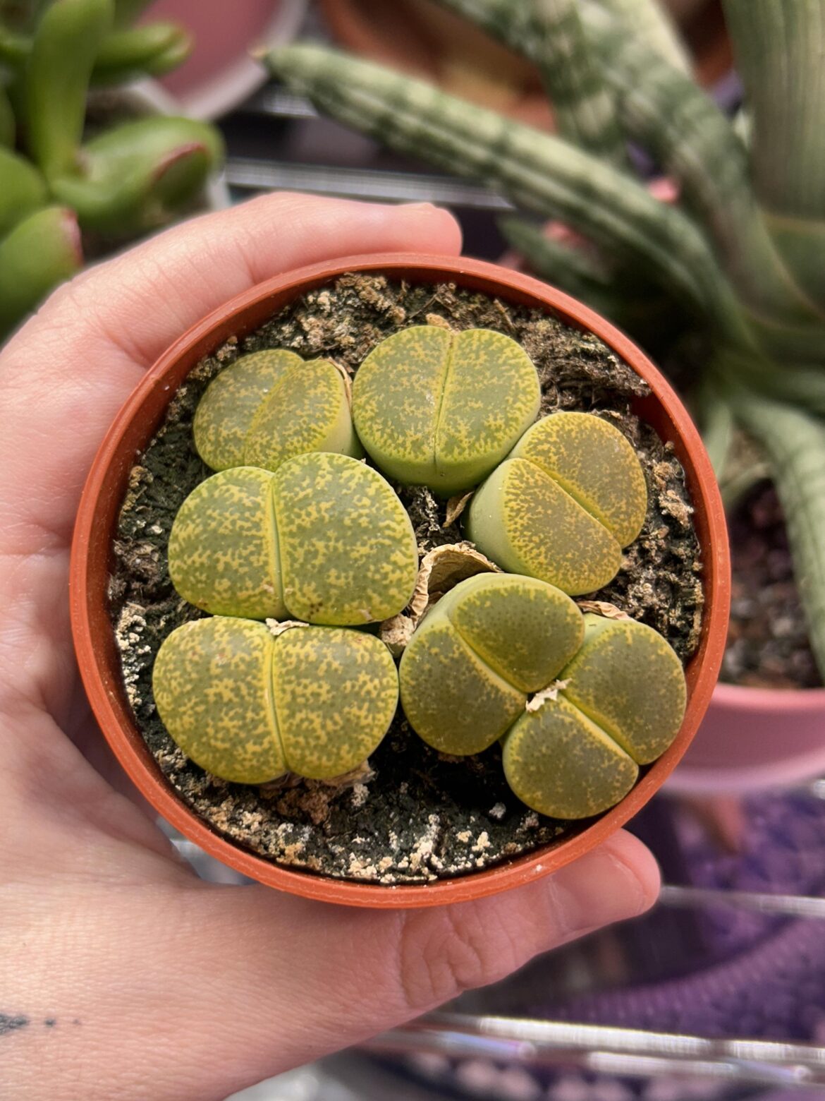Some of the best looking lithops I’ve seen at a nursery!