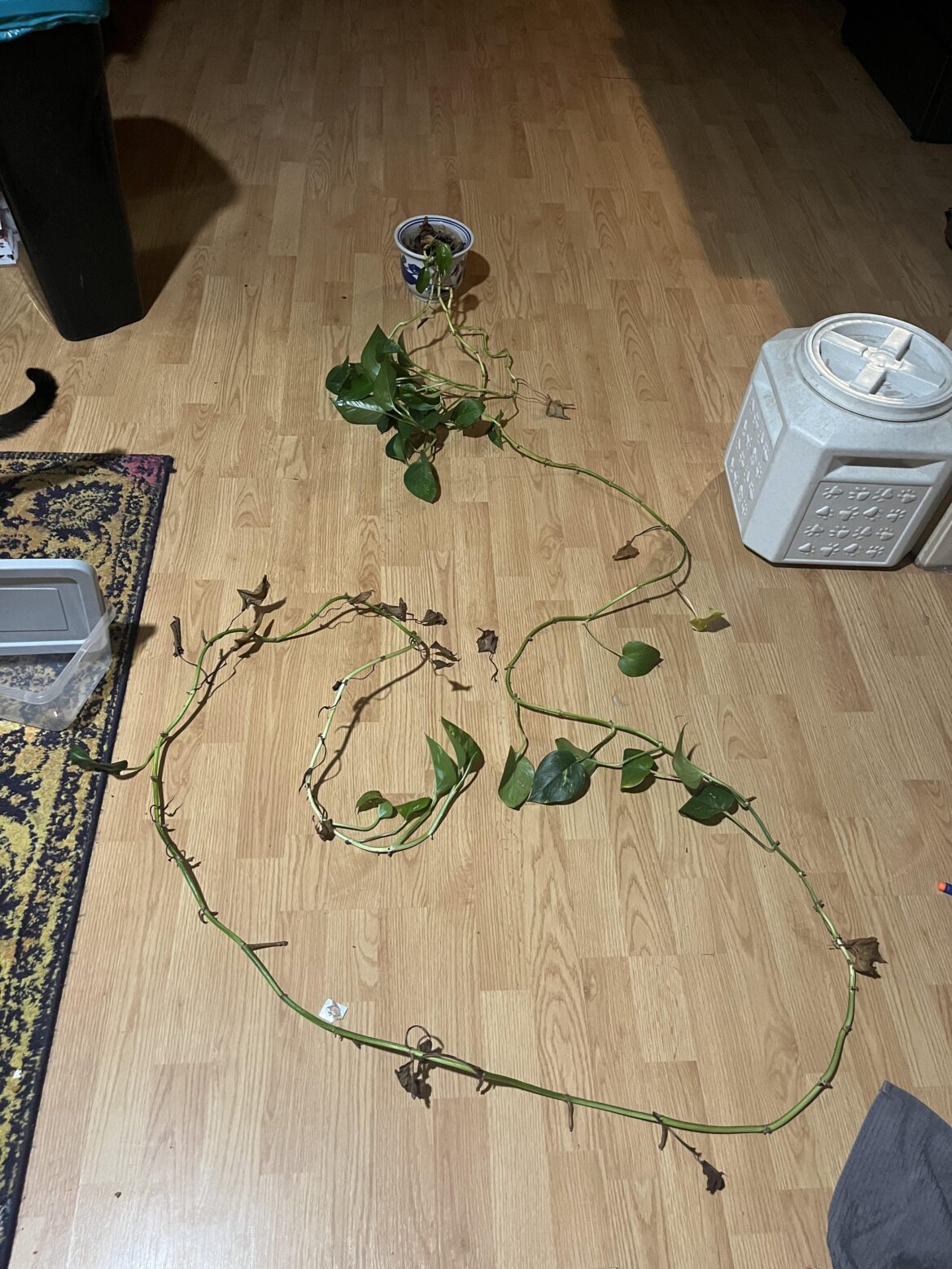 You’re all just jealous of my green thumb