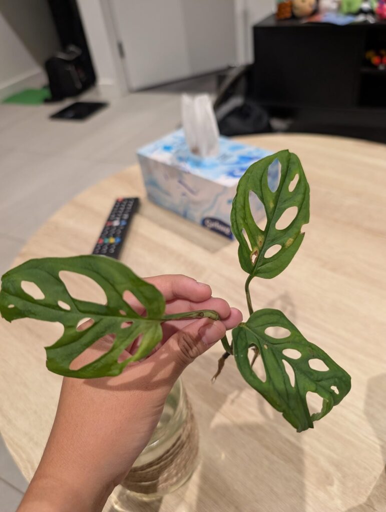 Will this grow more leaves?