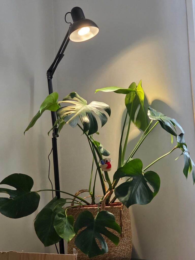 Girlfriend just got this sansi bulb for her monstera. Is this set up ok?