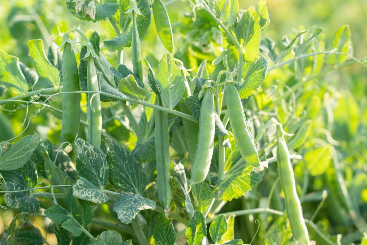 A Gardener Shares How to Build an Easy Pea Trellis for Stronger, Healthier Plants Dengarden
