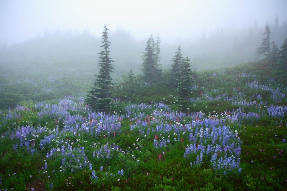 Wildflowers in Fog, Mount Rainier by Lazgrapher