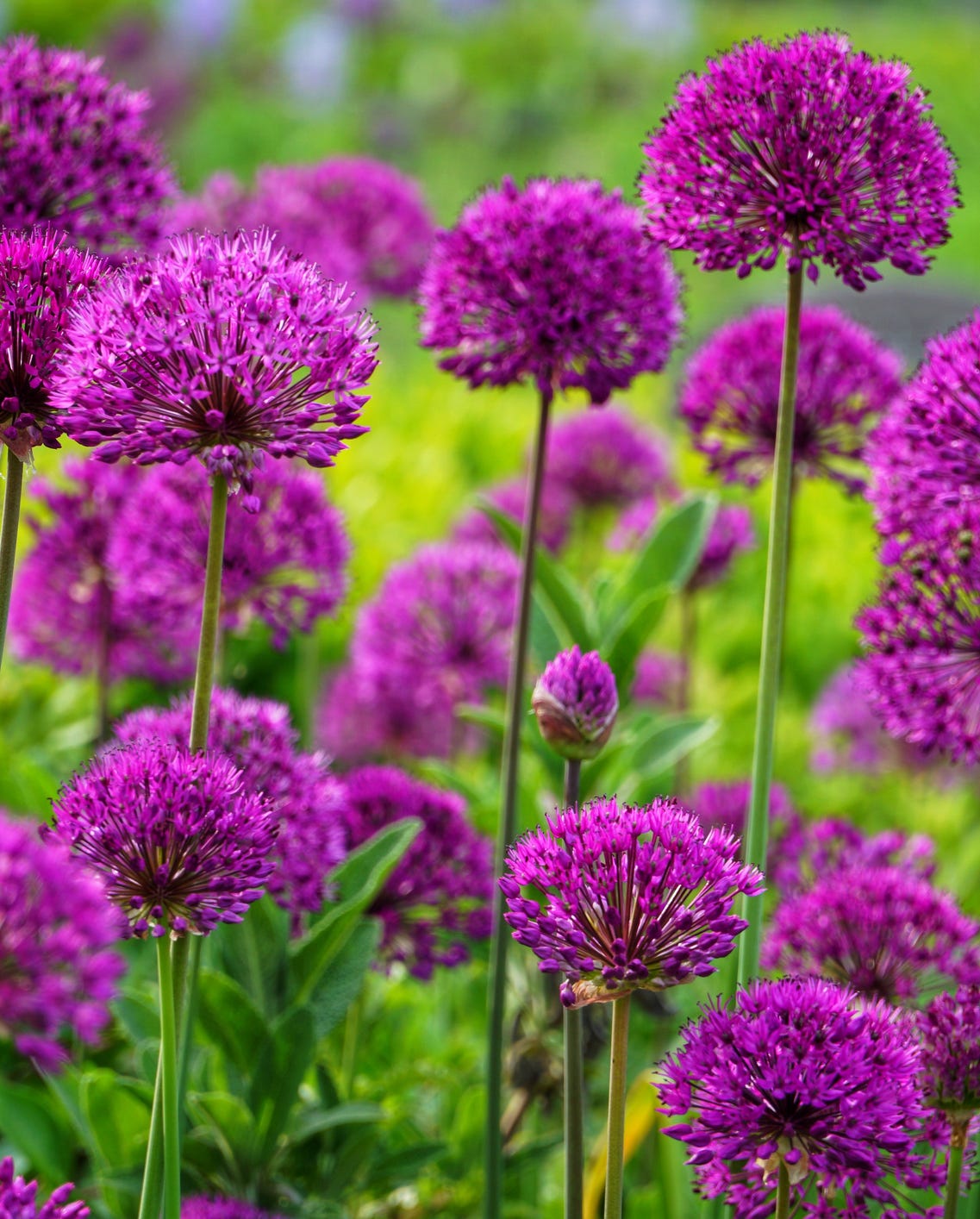 vibrant clusters of purple flowers in a garden setting