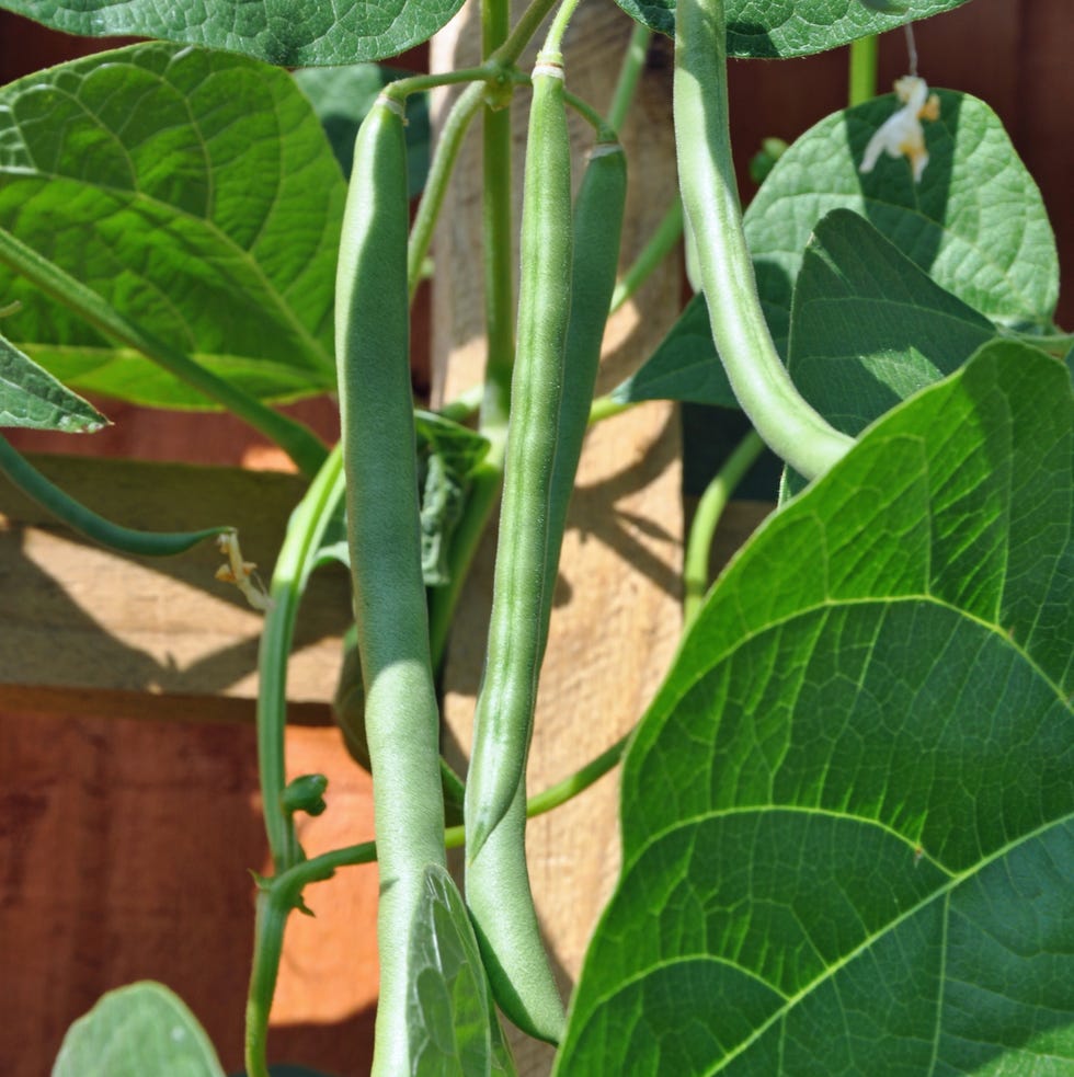 5 vegetables you should plant in small spaces climbing french green beans