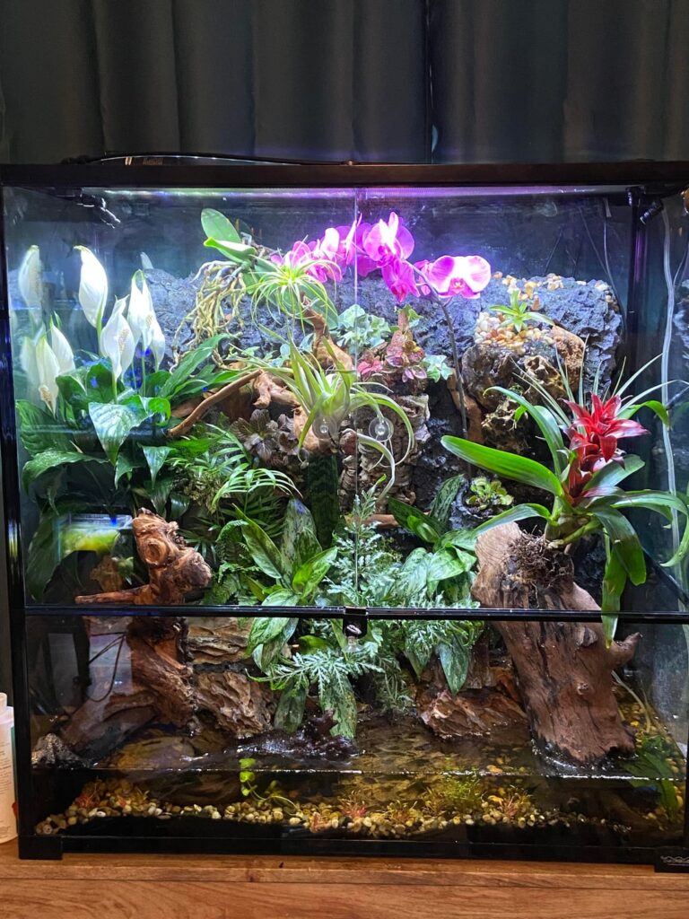 Paludarium – 2 years of growth! Paludarium - 2 years of growth!
