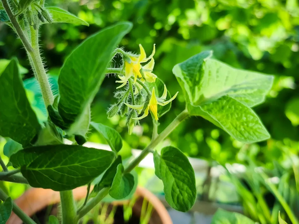 are you planting tomatoes too early