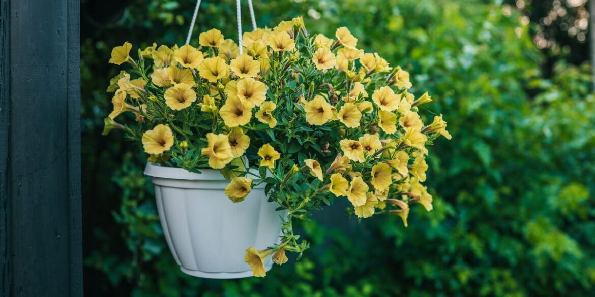 Petunia Care Tips for Vibrant Blooms All Season Long Petunia Care Tips for Vibrant Blooms All Season Long