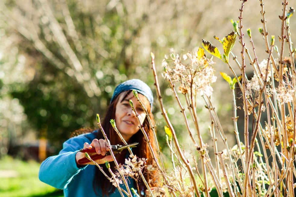 Gardener pruning plants in spring garden Gardener pruning plants in spring garden