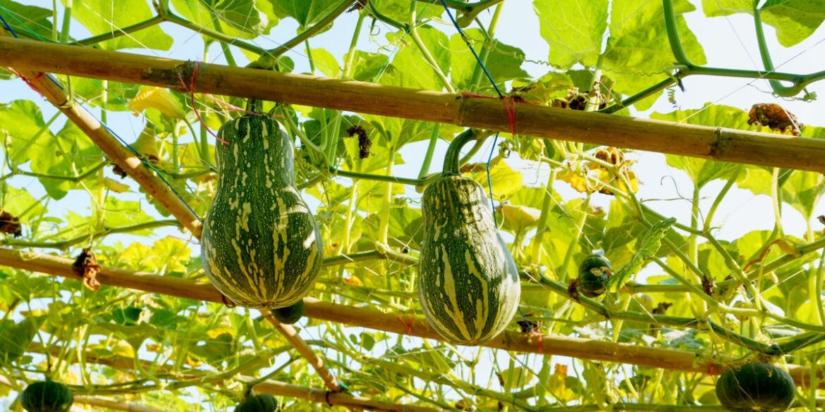 A Good Garden Trellis Can Transform Your Spring Planting. Here Are Some Of Our Favorites A Good Garden Trellis Can Transform Your Spring Planting. Here Are Some Of Our Favorites