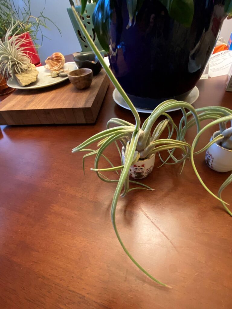 April 19, 2026 T caput medusae update April 19, 2026 T caput medusae update