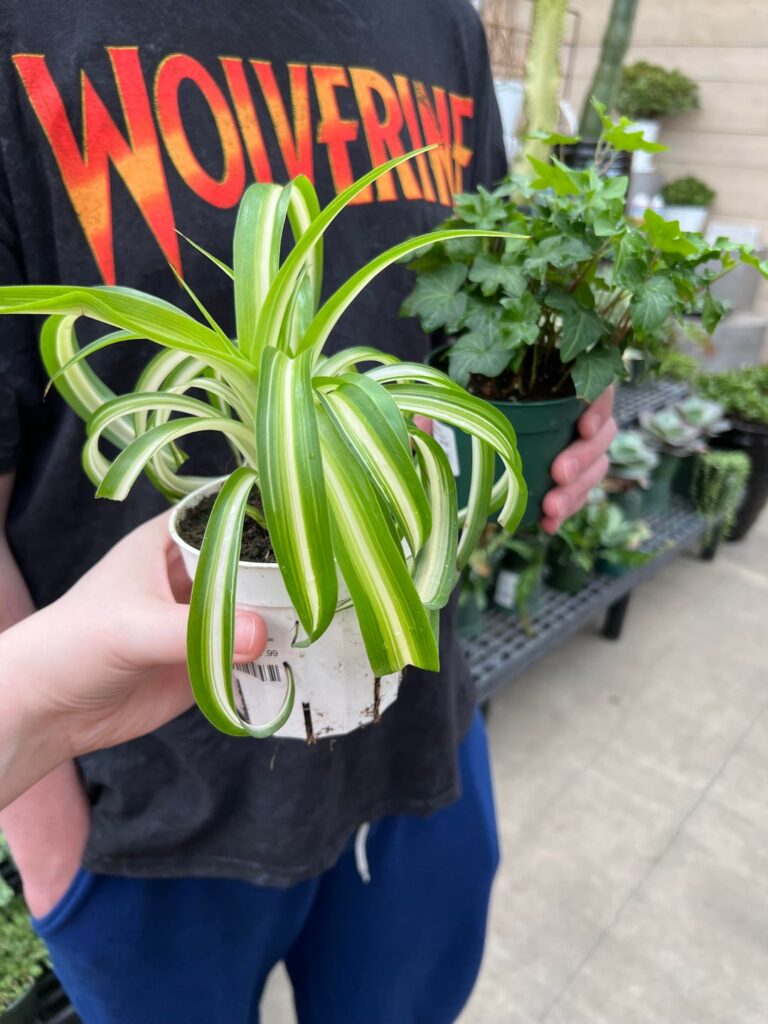 My first houseplant! My first houseplant!