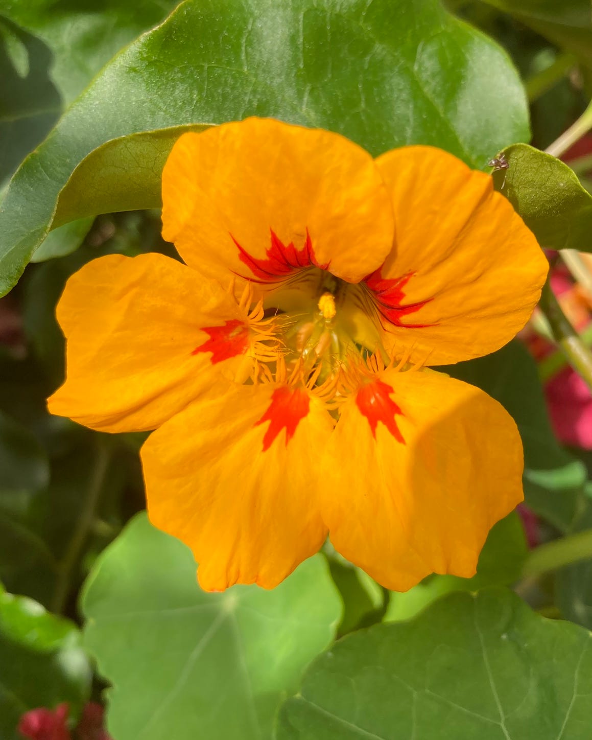 fast growing nasturtium flowers