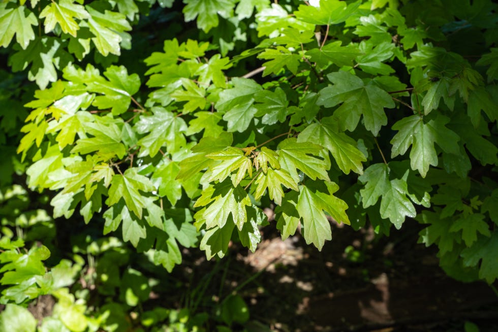 lush green of field maple acer campestre with broad, vibrant leaves. plant is situated in shaded, natural environment, possibly forest or garden setting. foliage is dense and rich in color.