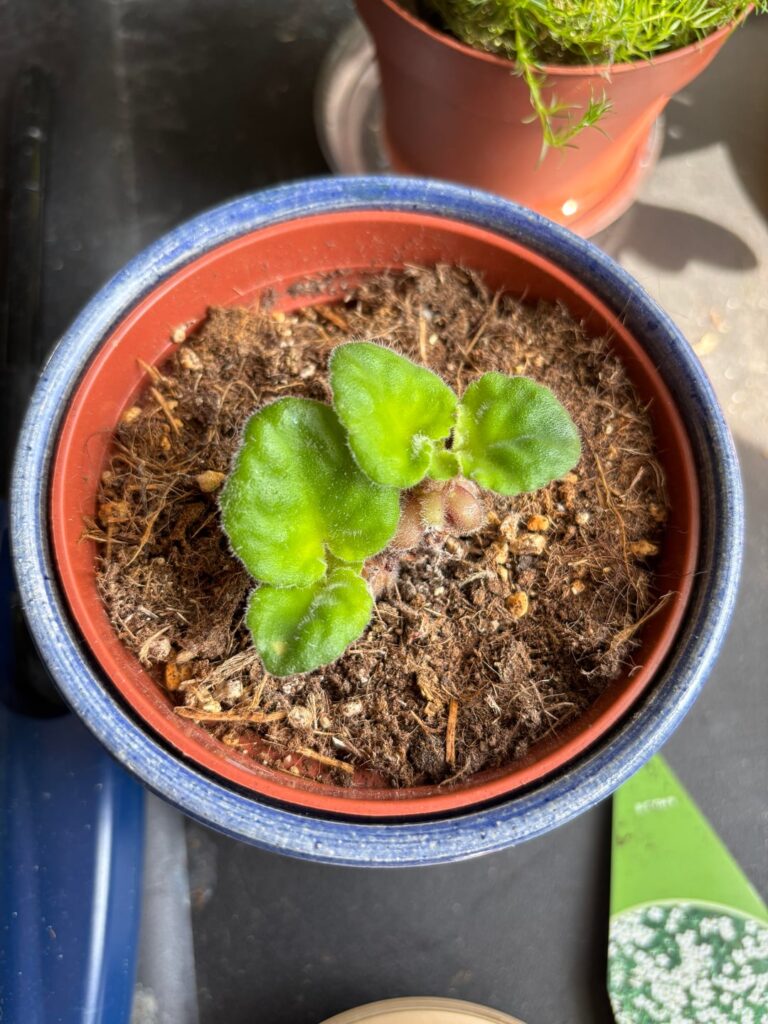 Is it growing?