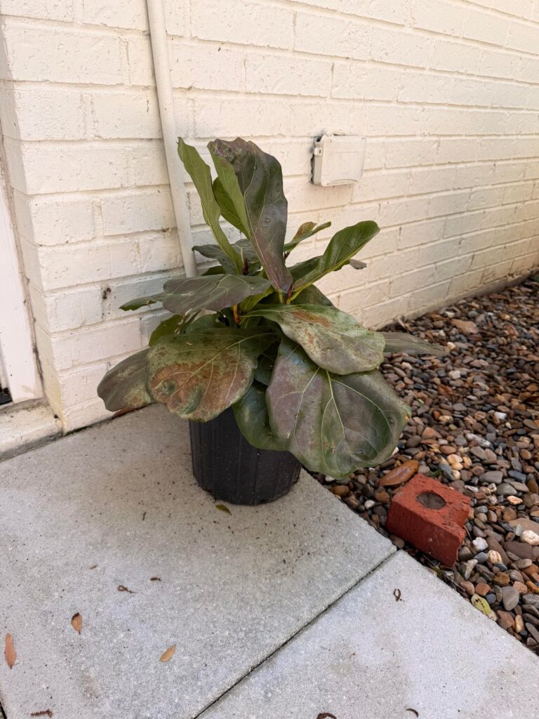 Left FLF in the afternoon sun for a couple of days…is it save-able?