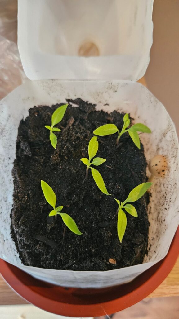Mushroom growing amongst seedlings?