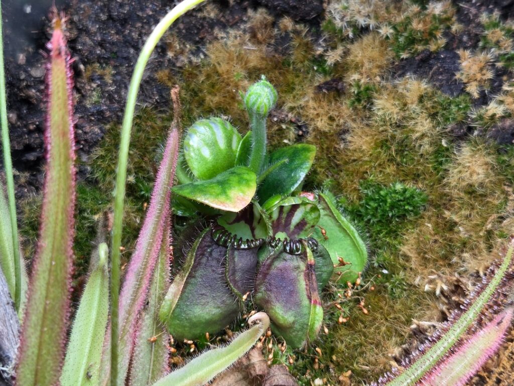 My cephalotus is blooming! My cephalotus is blooming!