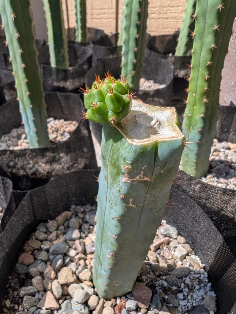 NOID Bridgessii mid cuts successfully rooted and pushing new pups. NOID Bridgessii mid cuts successfully rooted and pushing new pups.