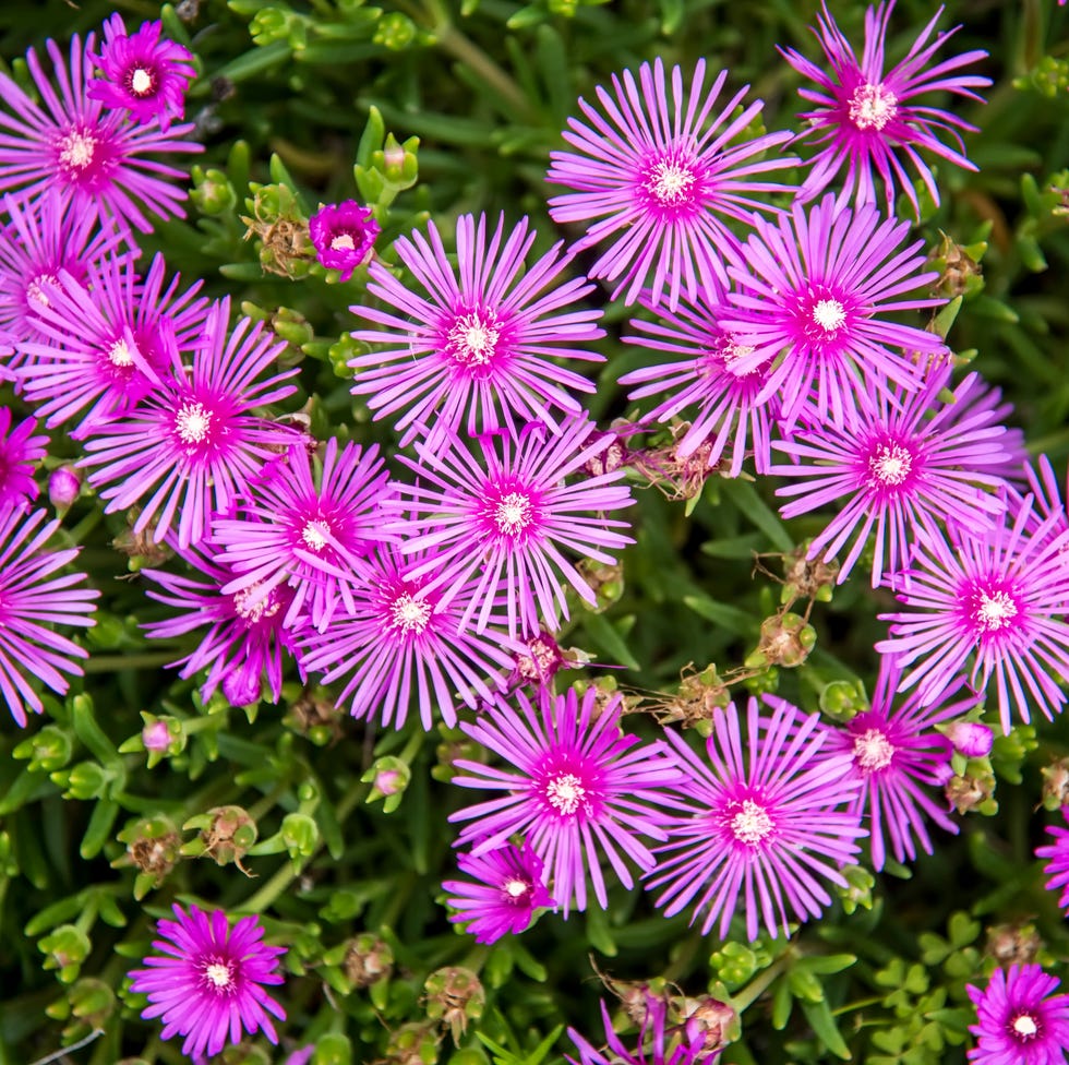 Colourful, low-maintenance garden plants ice plant in the garden