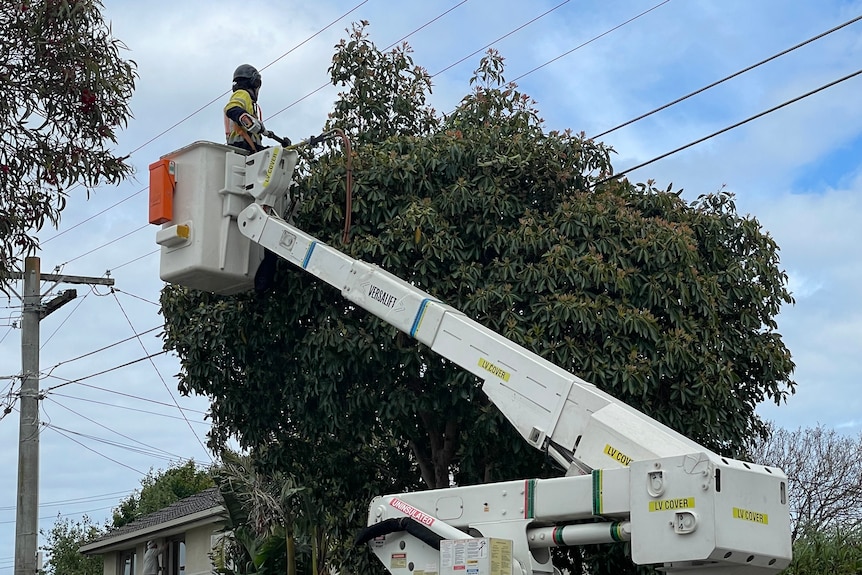 A worker in a helmet and a high vis shirt stands in the bucket of a cherry picker near the top of a tree under powerlines.