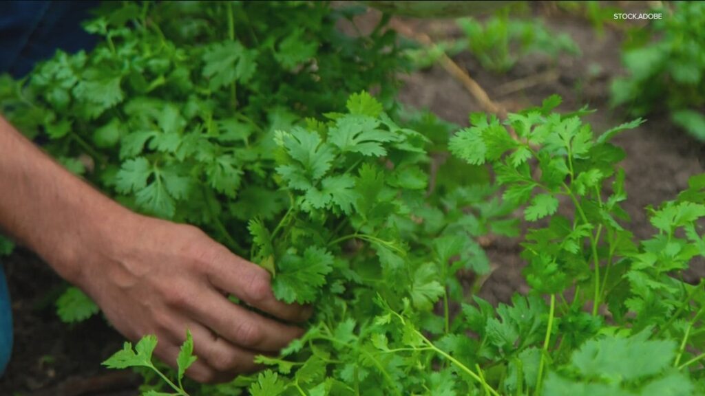 Grow with KARE: Plant these herbs in your vegetable garden Grow with KARE: Plant these herbs in your vegetable garden