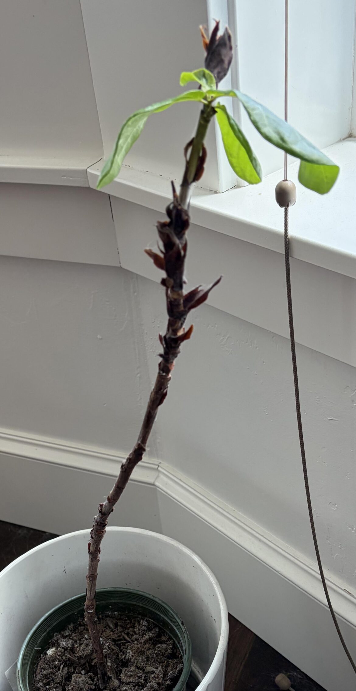 I propagated her but she’s so ugly I propagated her but she’s so ugly