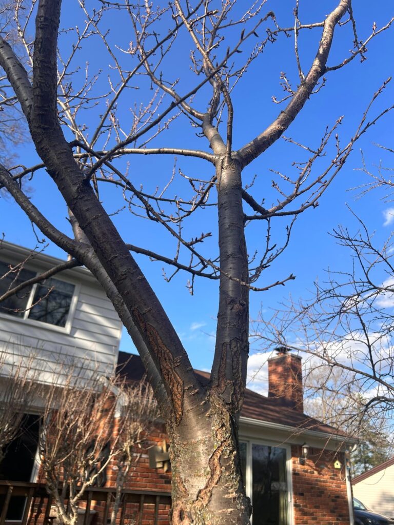 Cherry Tree Question