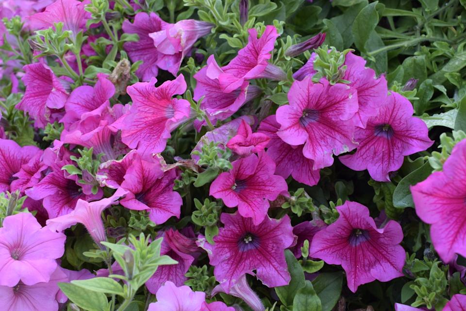 vibrant pink petunia flowers blooming in a garden, captured from a high angle view