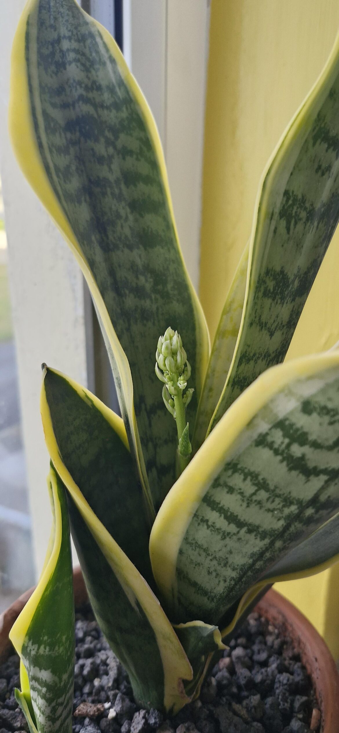 Genuinely didn't know snakes could flower