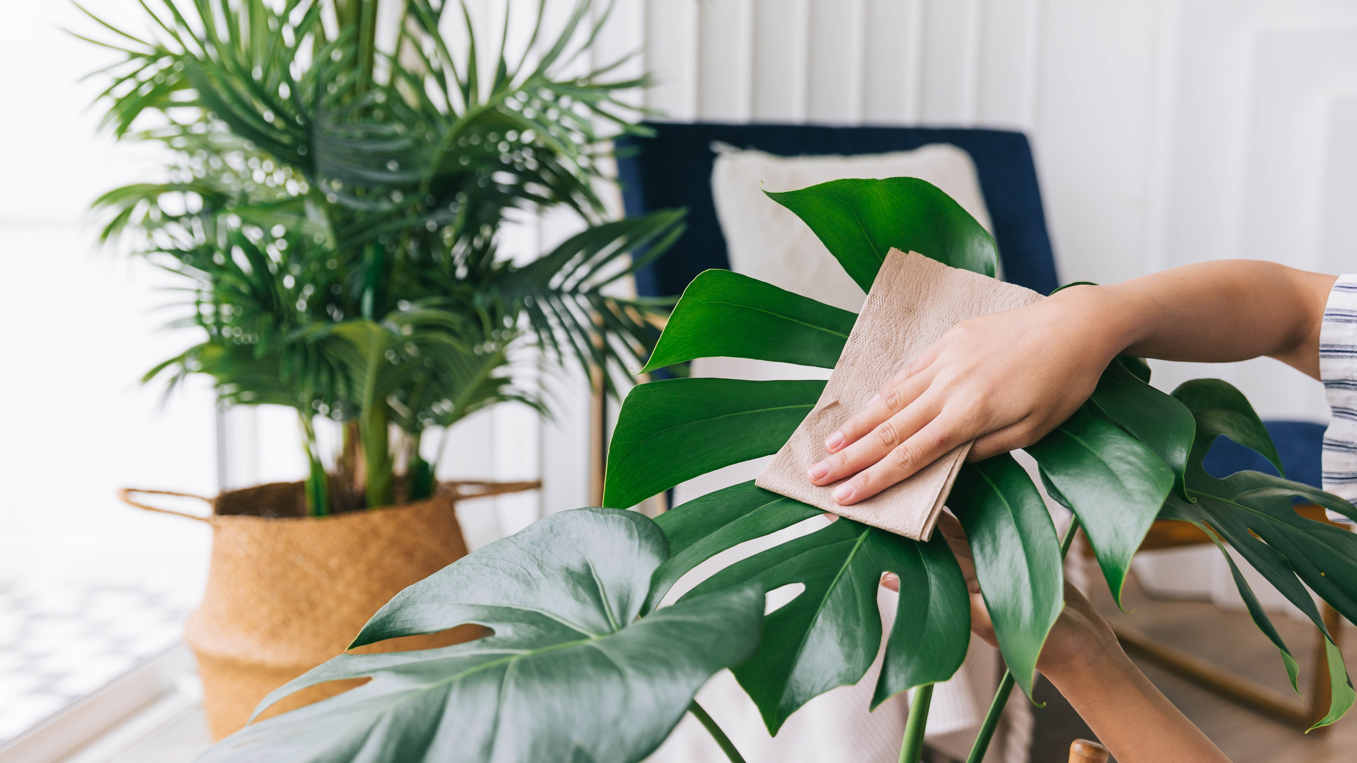 Dusting leaves on fake plant