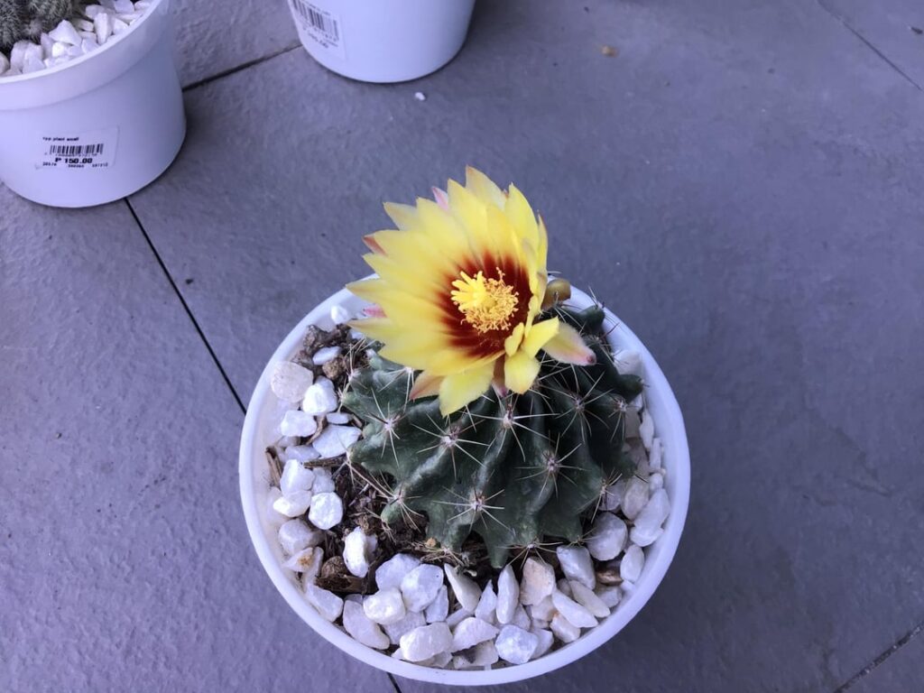 My cactus bloomed!