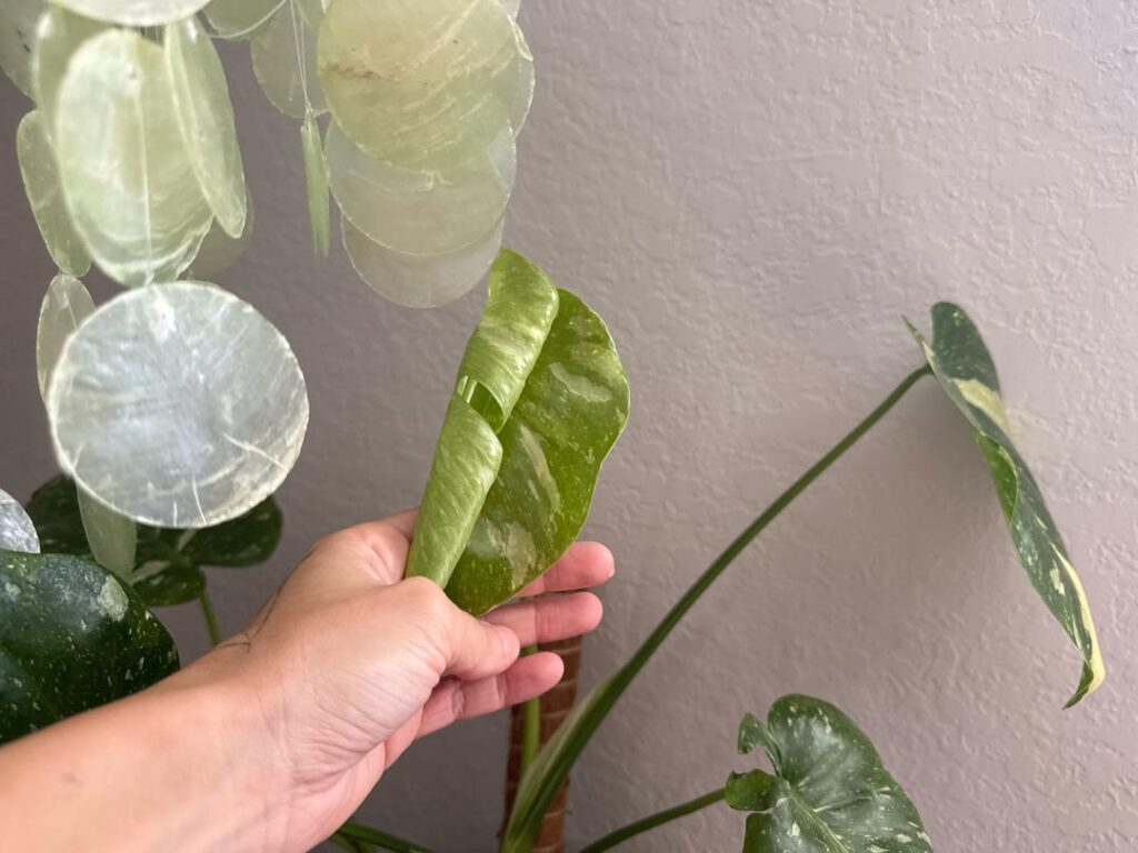 I GOT MY FIRST FENESTRATION LEAF!!! Eeeeekkkk I GOT MY FIRST FENESTRATION LEAF!!! Eeeeekkkk