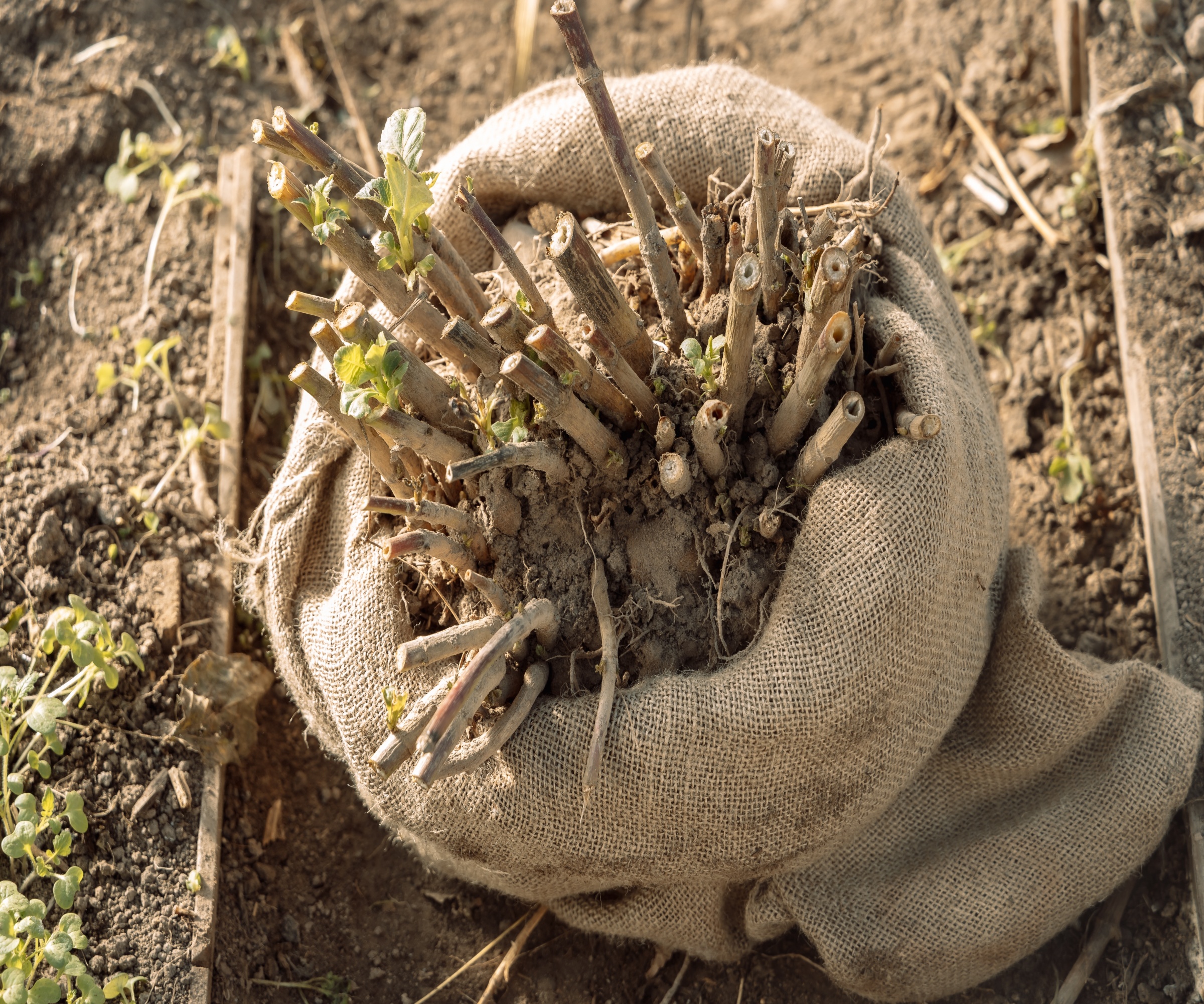 Dahlias cut back and lifted and wrapped in burlap sacking for winter