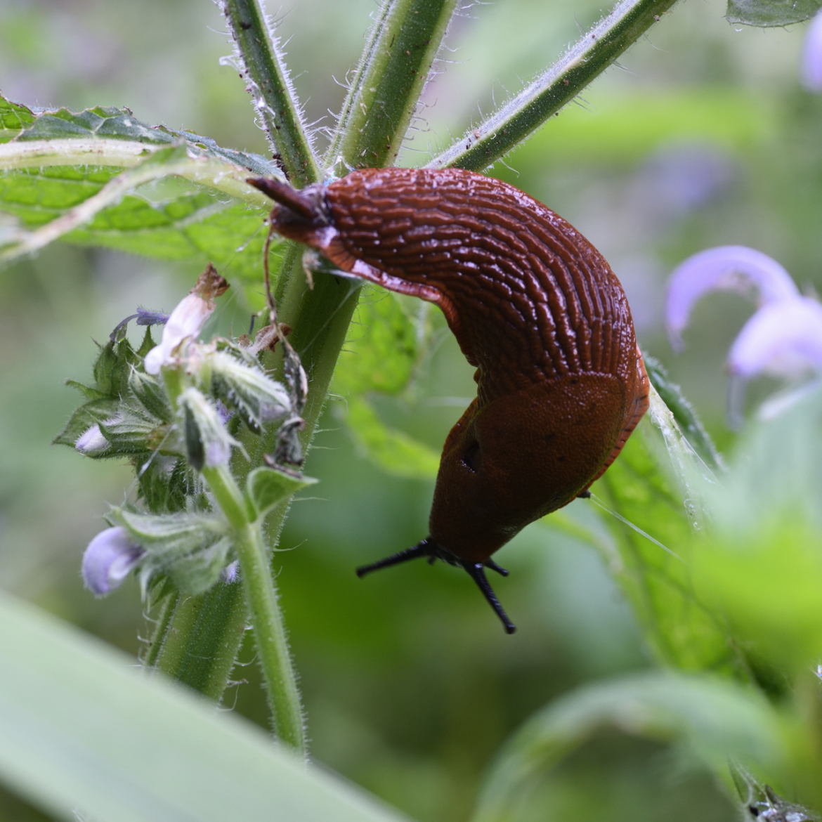 Experts urge gardeners to spread this natural material…