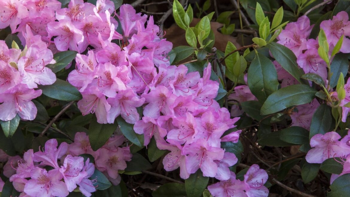 What to Do With Rhododendron in April for Better Blooms Pink rhododendron flowers in bloom