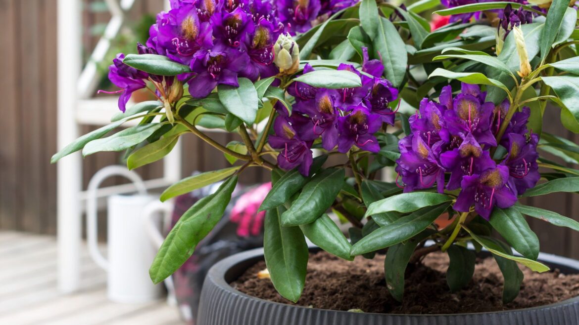 The Best Azaleas for Pots for Big Blooms in Small Spaces A purple-flowering azalea is growing in a large black pot on a terrace