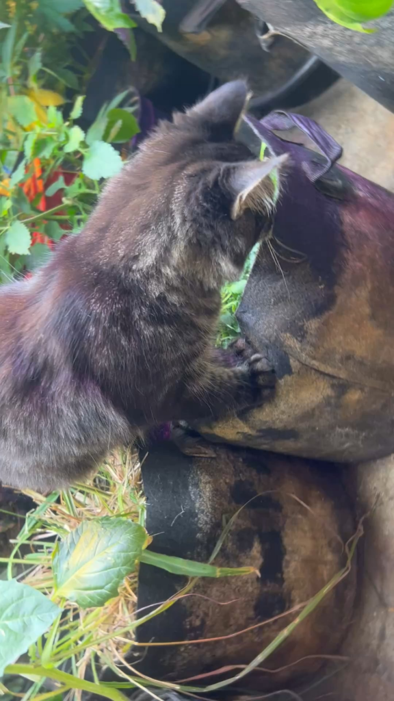 Gardening with gizmo
