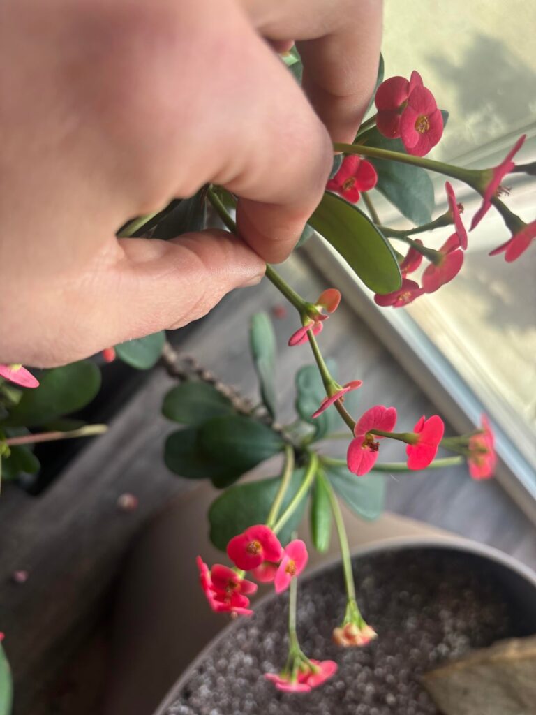 First “4 flower” stack on my Euphoria Milli ❤️