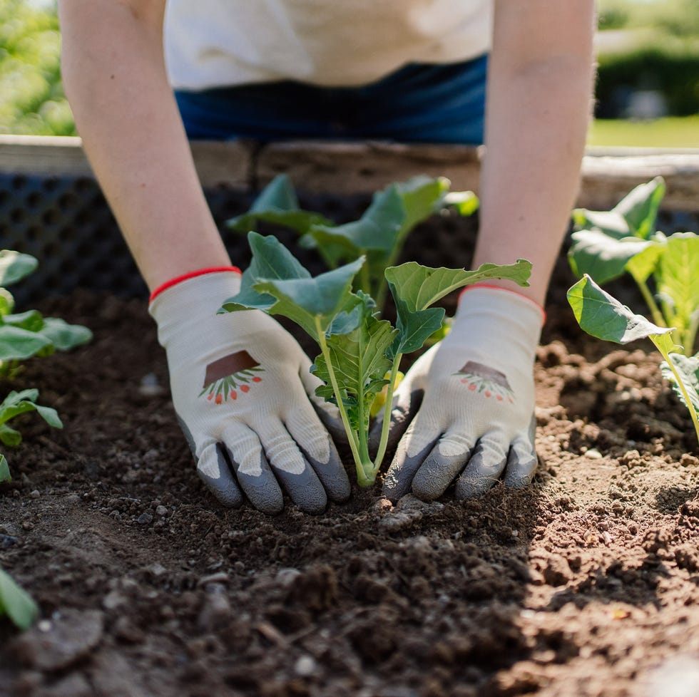 Close up of hands of a women planting kohlrabi on a raised bed person gardening planting seedlings in soil
