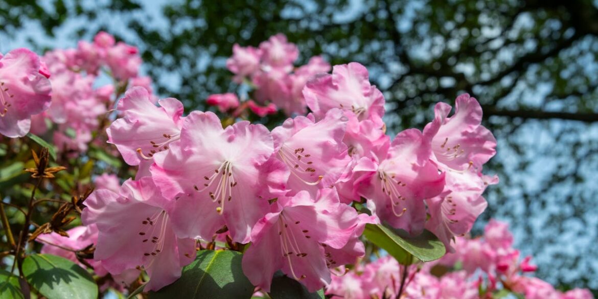 What To Do With Rhododendrons After Flowering: 7 Rules For Bigger Blooms Next Year