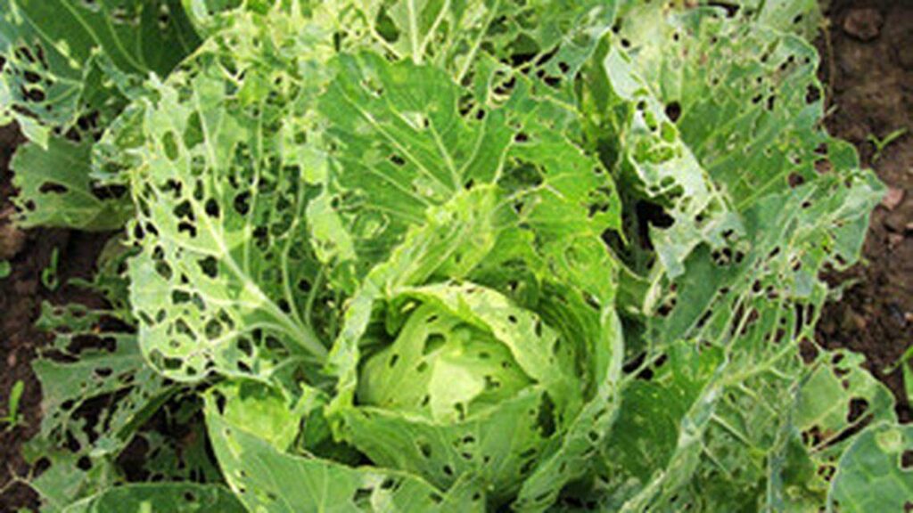 Monitor and manage common early-season garden pests