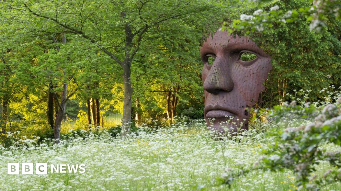 Burghley House gardener on running the estate and climate change A huge metallic face sculpture placed among wildflowers. It features just the mouth, nose and eyes and cuts off before the brow. It is rust-coloured and rests behind a meadow of white cow parsley-type plants. There are trees beyond.