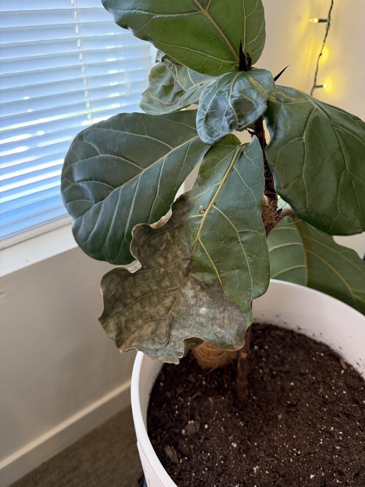 Help! Do I trim or leave this leaf?