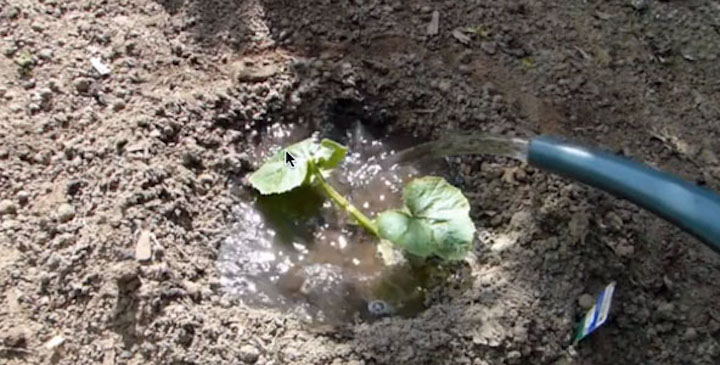 capturing water to water a seedling