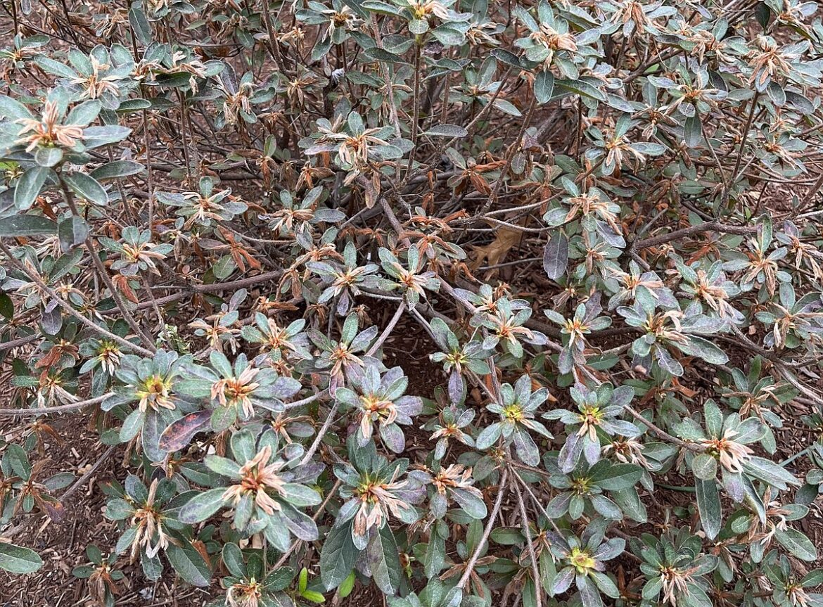 IN THE GARDEN: Be patient with plants damaged from cold snap IN THE GARDEN: Be patient with plants damaged from cold snap