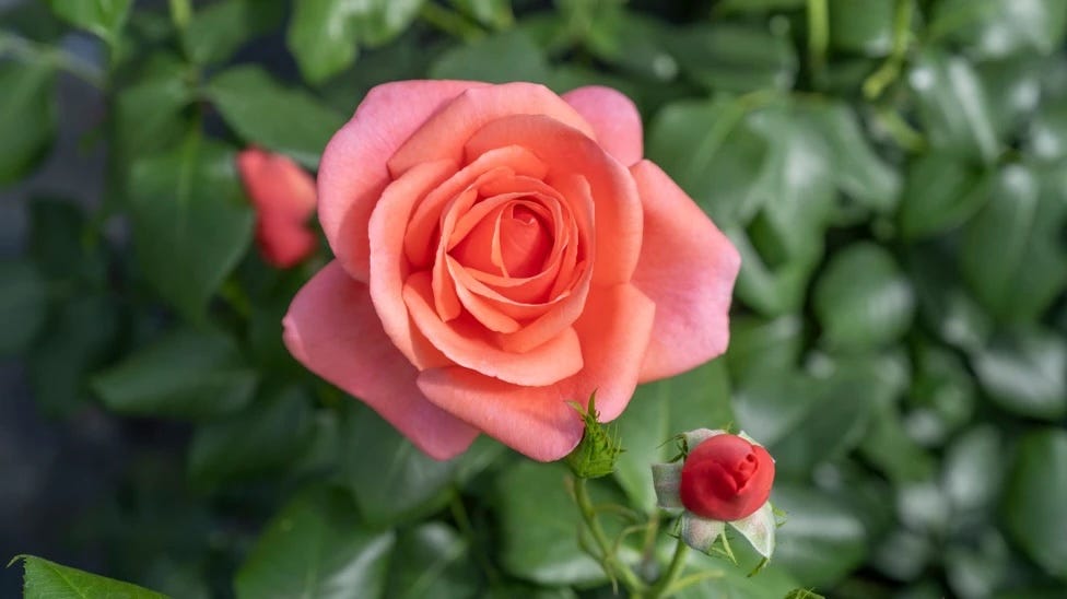 Pink rose blooming near a closed rosebud amidst green leaves pink rose blooming near a closed rosebud amidst green leaves