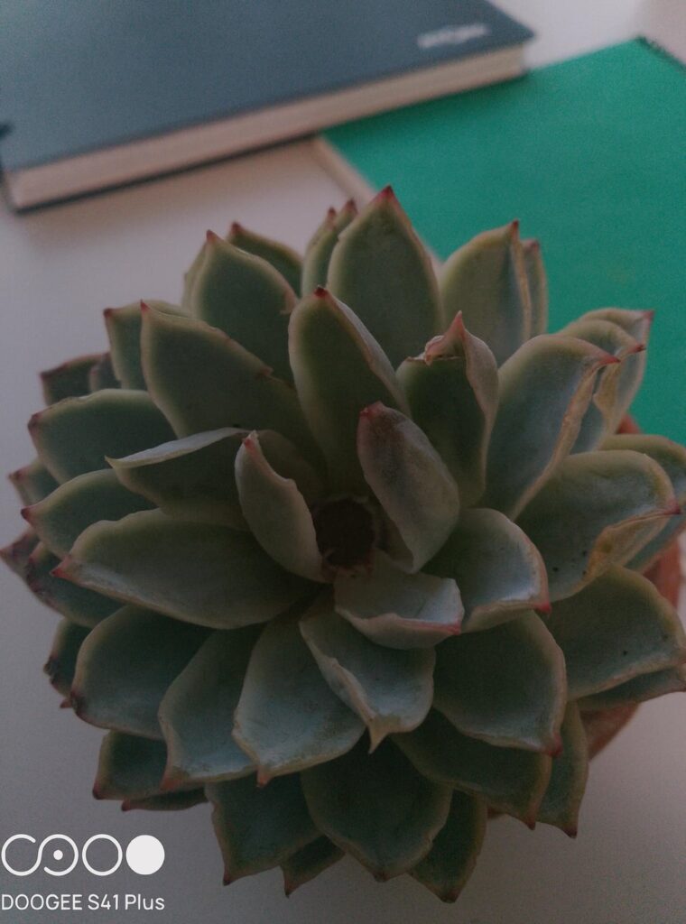 Butchered stem update Butchered stem update